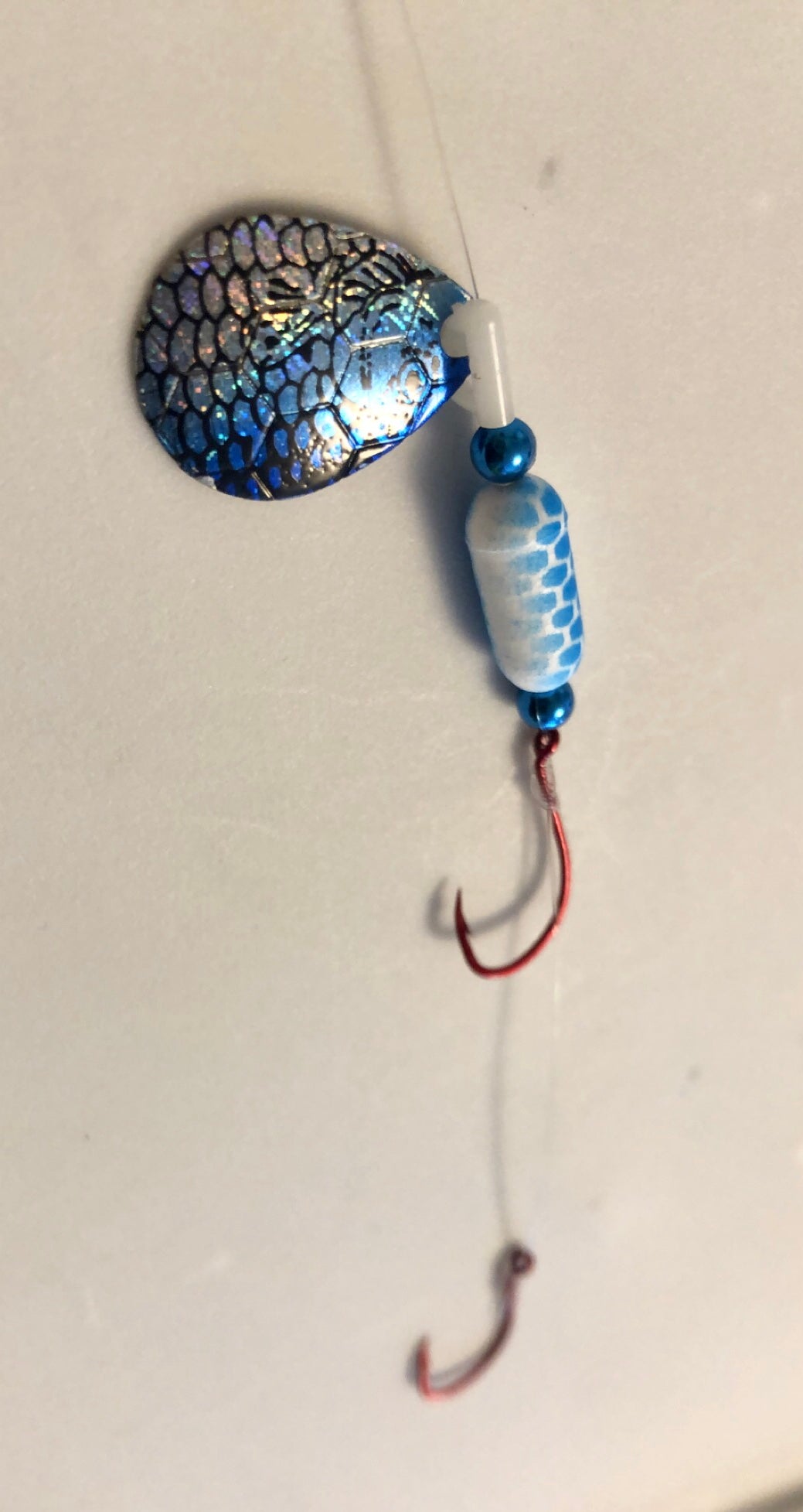 #3 Colorado/Blue Shiner