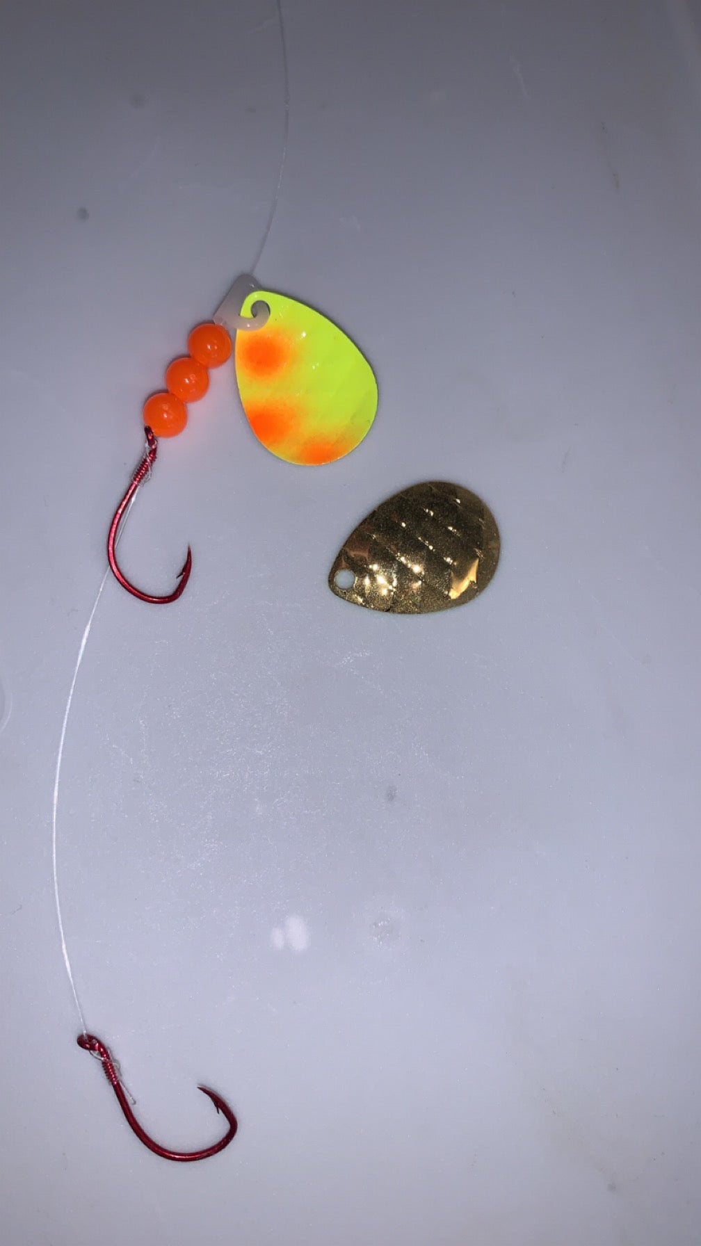 #3 Colorado Painted Back/Yellow-Orange